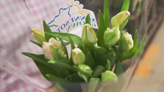 Plymouth green house grows tulips year-round