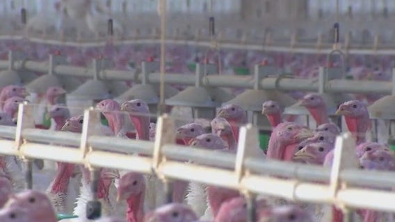 MN lawmakers address bird flu outbreak concerns