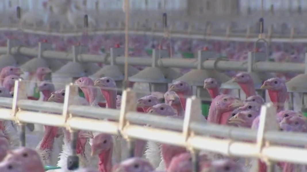 MN lawmakers address bird flu outbreak concerns