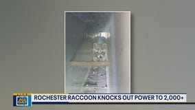 Raccoon knocks out power to thousands in Rochester