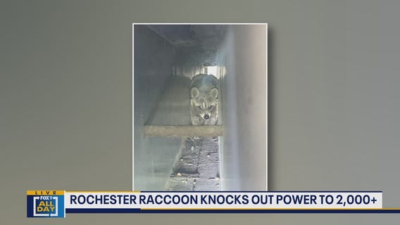 Raccoon knocks out power to thousands in Rochester