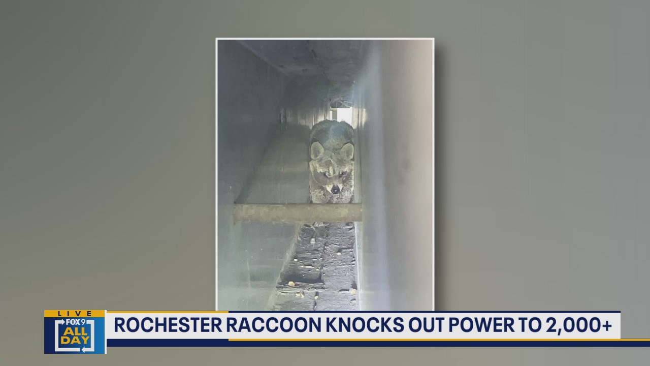 Raccoon knocks out power to thousands in Rochester