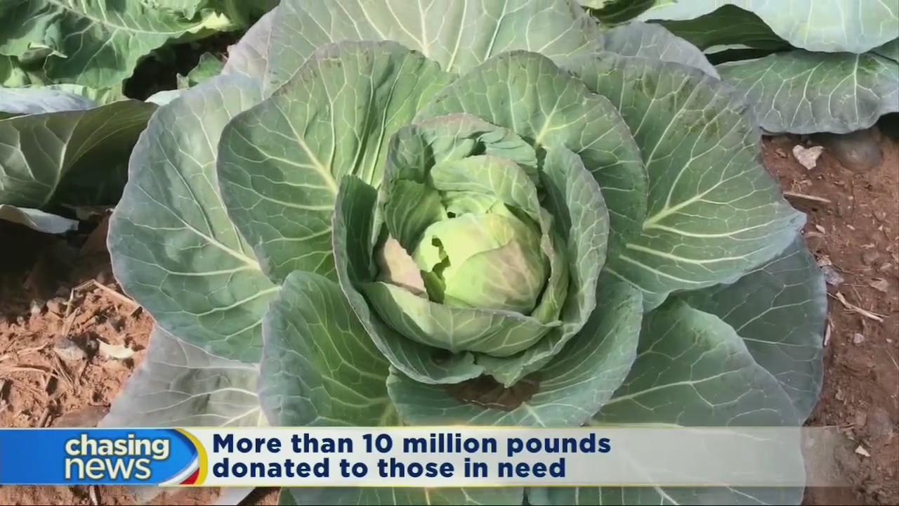 Volunteers plant, pick, rescue and deliver free fresh produce