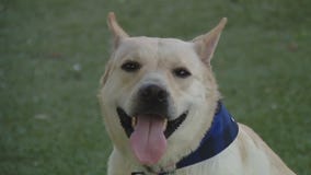 Dog of the Weekend: Bella at Austin Animal Center