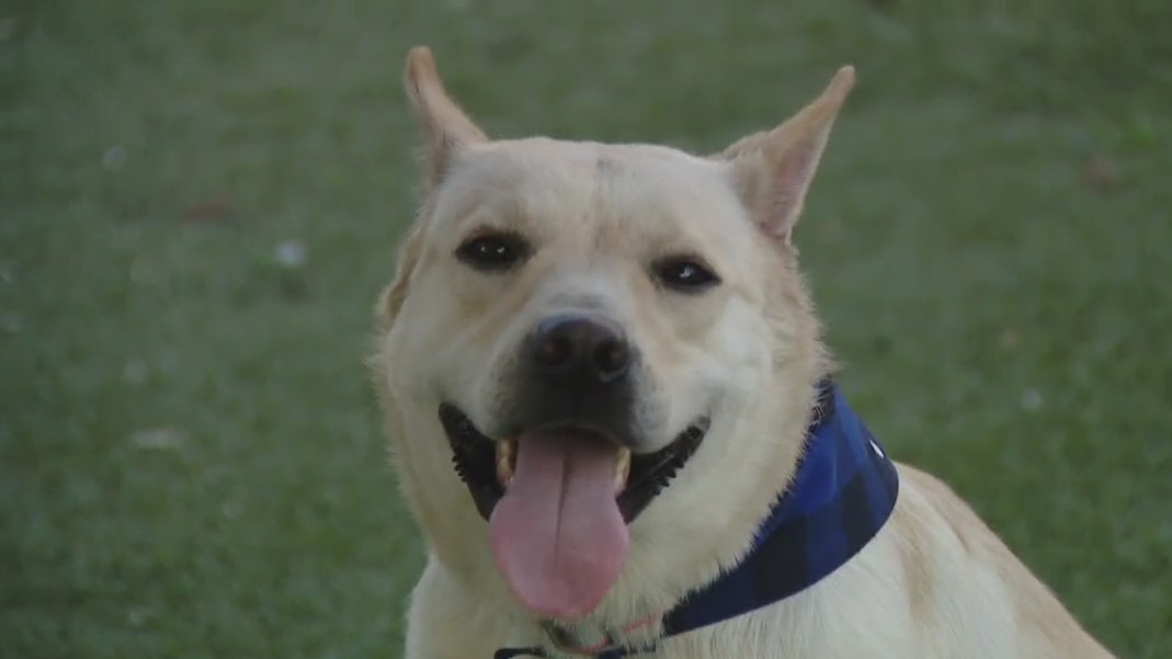 Dog of the Weekend: Bella at Austin Animal Center