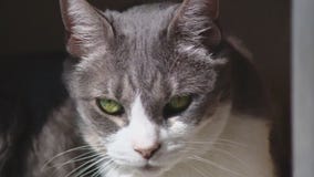 Cat of the Weekend: Lisa Frank at Austin Animal Center