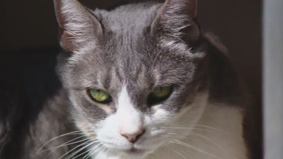 Cat of the Weekend: Lisa Frank at Austin Animal Center