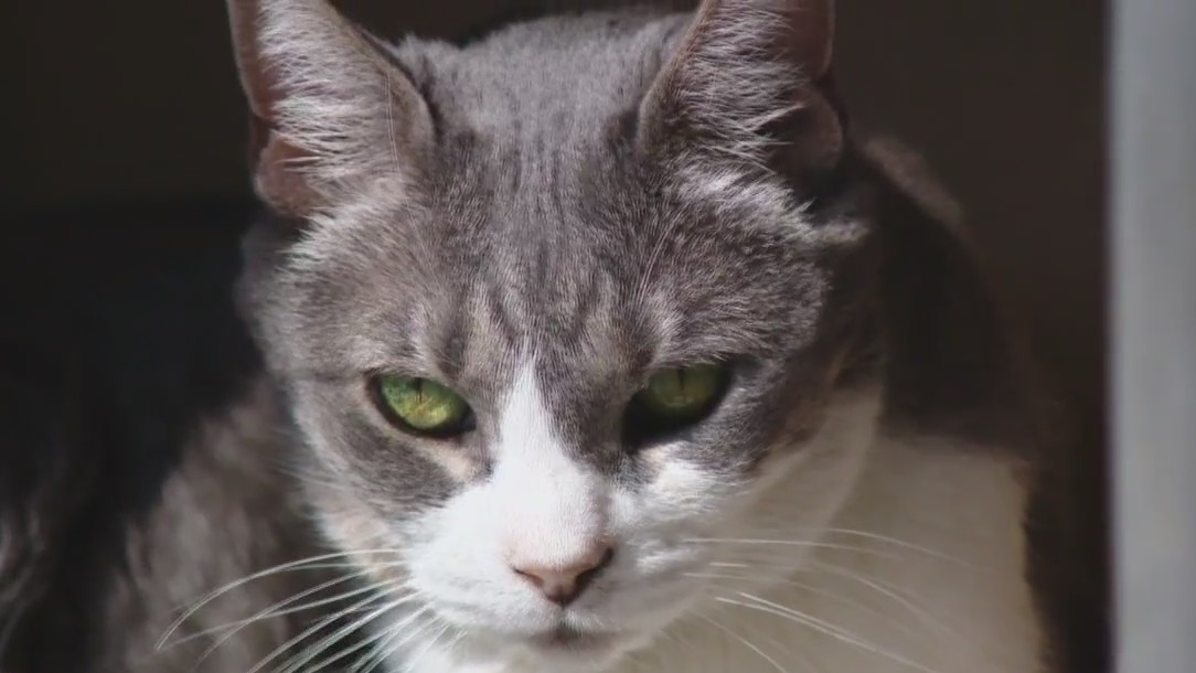 Cat of the Weekend: Lisa Frank at Austin Animal Center