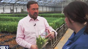 Garden Guy: Spring tulips at Len Busch