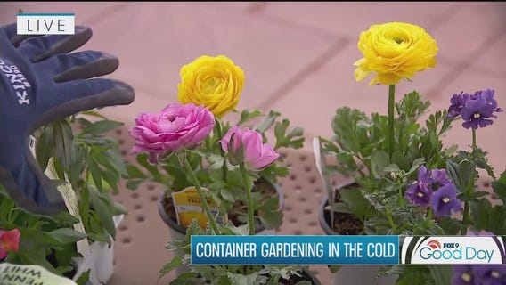 FOX 9 Good Day: April 1, 2025