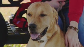 Texas Humane Heroes introduces 'Pet of the Weekend' Miso