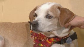 PAWS Shelter of Central Texas introduces 'Pet of the Week' Kai