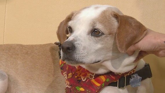 PAWS Shelter of Central Texas introduces 'Pet of the Week' Kai