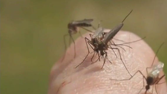 Preparing for tick and mosquito season