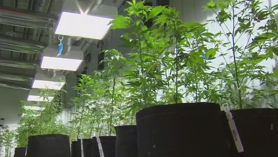 Lawmakers aim to expand medical marijuana canopy