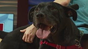 Austin Animal Center introduces 'Pet of the Week' Belfast
