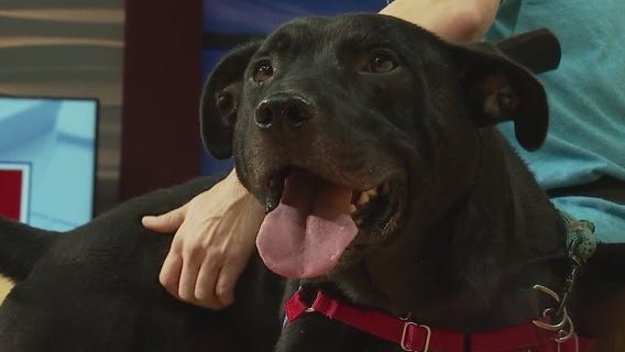 Austin Animal Center introduces 'Pet of the Week' Belfast