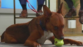 Animal Humane Society: Why you should adopt an animal