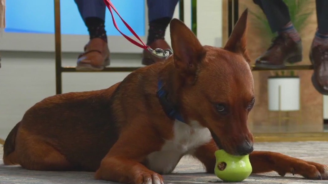 Animal Humane Society: Why you should adopt an animal