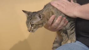 Pflugerville Animal Welfare Service introduces 'Pet of the Week' Octavio