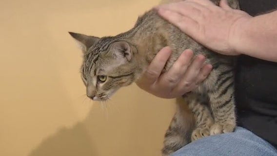 Pflugerville Animal Welfare Service introduces 'Pet of the Week' Octavio