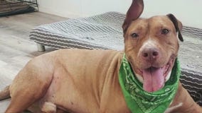 Dog of the Weekend: Porterhouse at Austin Pets Alive