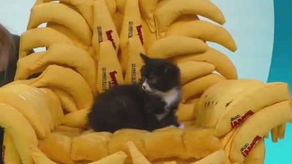 FOX 9 Good Day: April 11, 2025