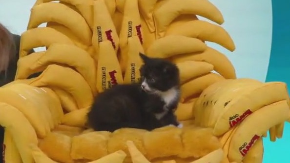 FOX 9 Good Day: April 11, 2025