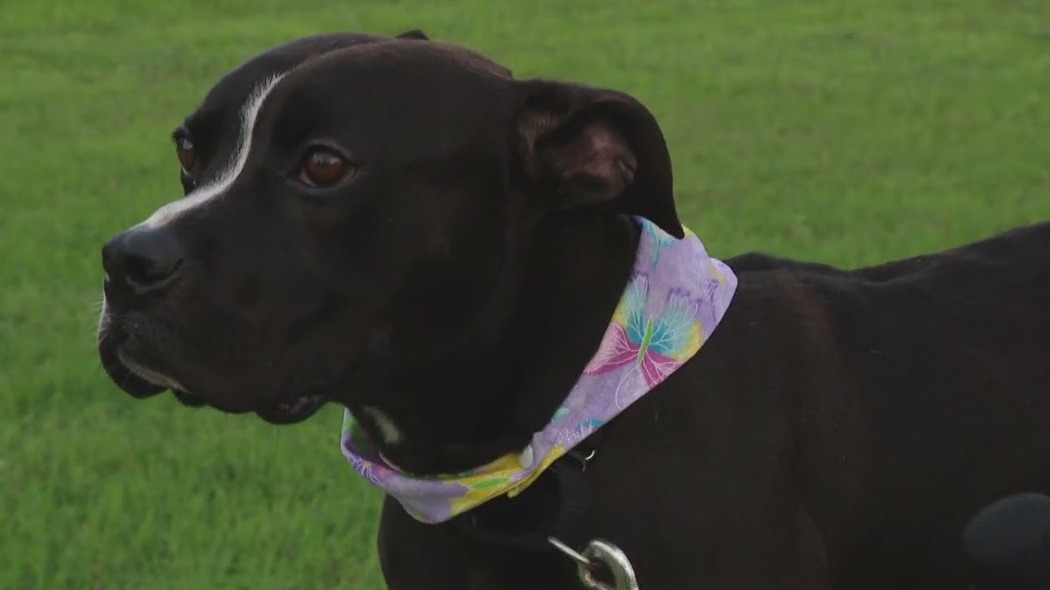 Austin Animal Center introduces 'Pet of the Weekend' Parker