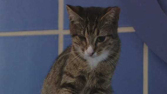 Cat of the Weekend: Nugget at Austin Animal Center