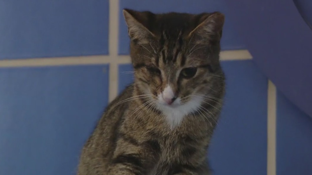 Cat of the Weekend: Nugget at Austin Animal Center