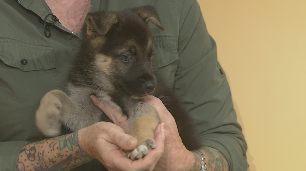 Pet of the Week: Little Bandit at Bastrop County Animal Services