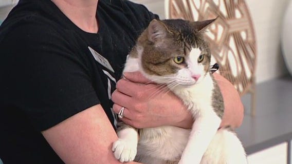 Temporary pet housing through AHS