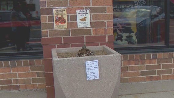 ?Mallard Maternity Ward? in St. Anthony Village