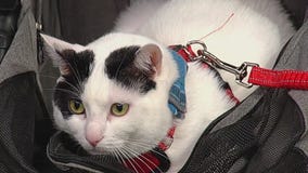 Low-cost vet care through AHS