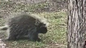 Porcupine hitchhikers return to northern MN