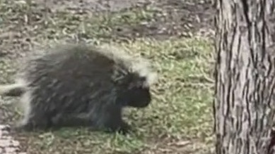Porcupine hitchhikers return to northern MN