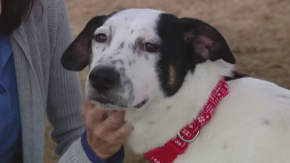 Dog of the Weekend: Doubly at WCRAS