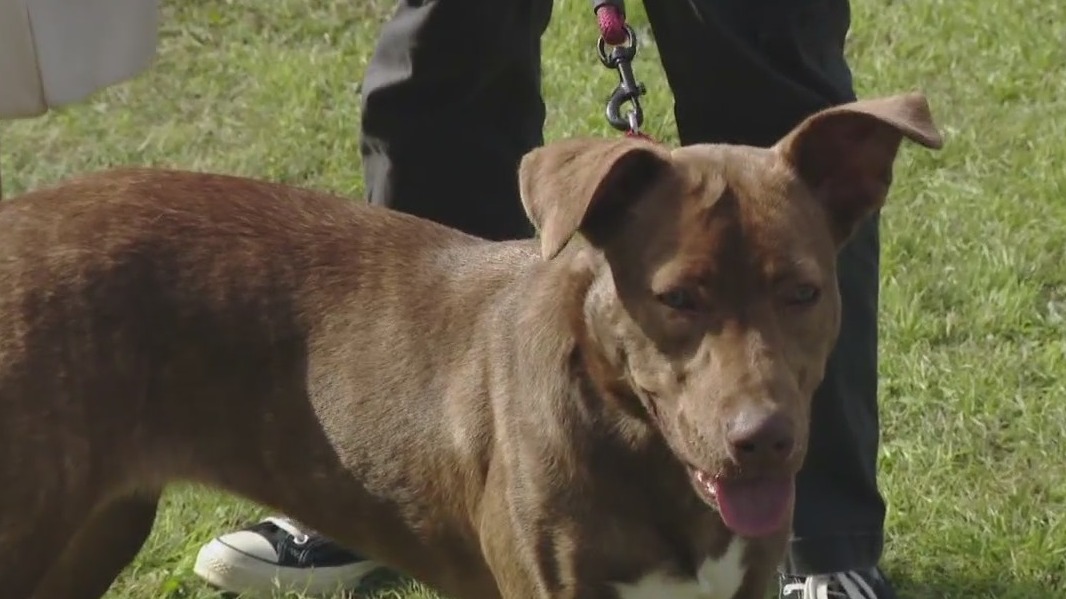 Dog of the Weekend: Heather at Texas Humane Heroes