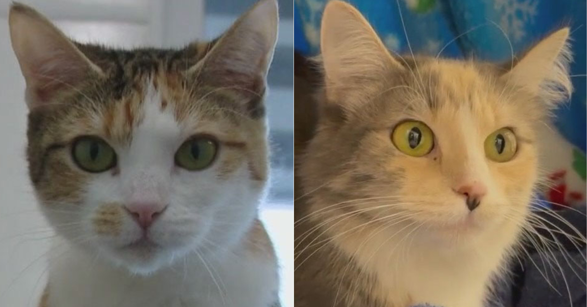 Cats of the Weekend: Lexi and Sadi at WCRAS