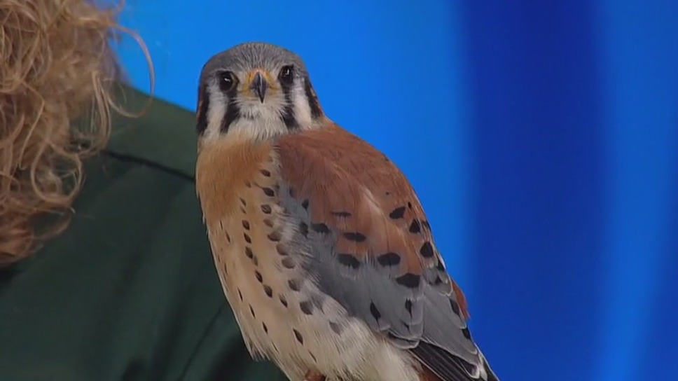 FOX 9 Good Day: April 29, 2025