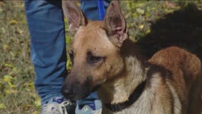 Dog of the Weekend: Lindsey at Austin Pets Alive!