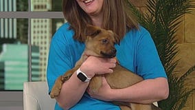 Walk for Animals happening this weekend