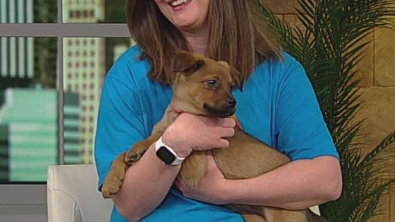 Walk for Animals happening this weekend