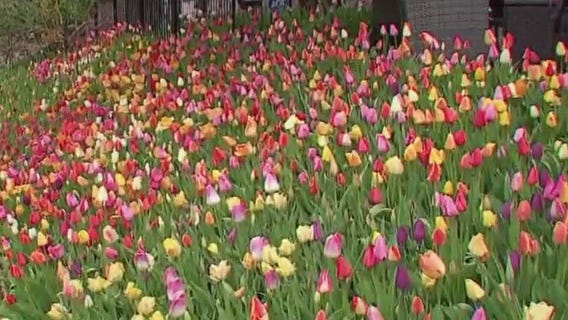 Tulip House in Minneapolis in Full Bloom