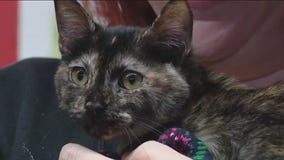 Cat of the Weekend: Thumbelina at Austin Pets Alive!