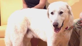Pet of the Week: Clifford from P.A.W.S.