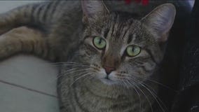 Cat of the Weekend: Buttercup at Austin Animal Center