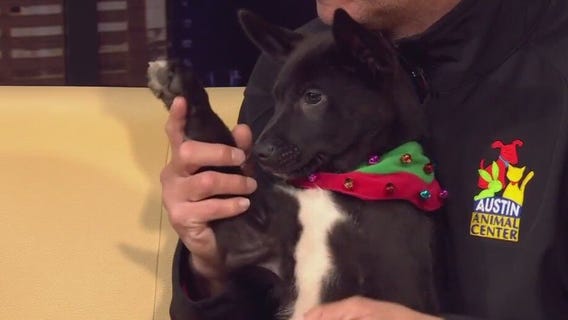 Austin Animal Center offering no-cost adoptions this weekend