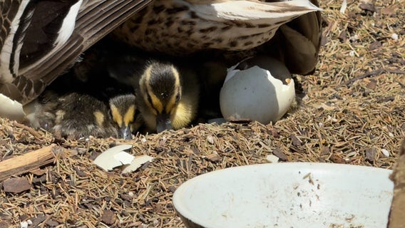 'Mallard Maternity Ward' ducklings hatch